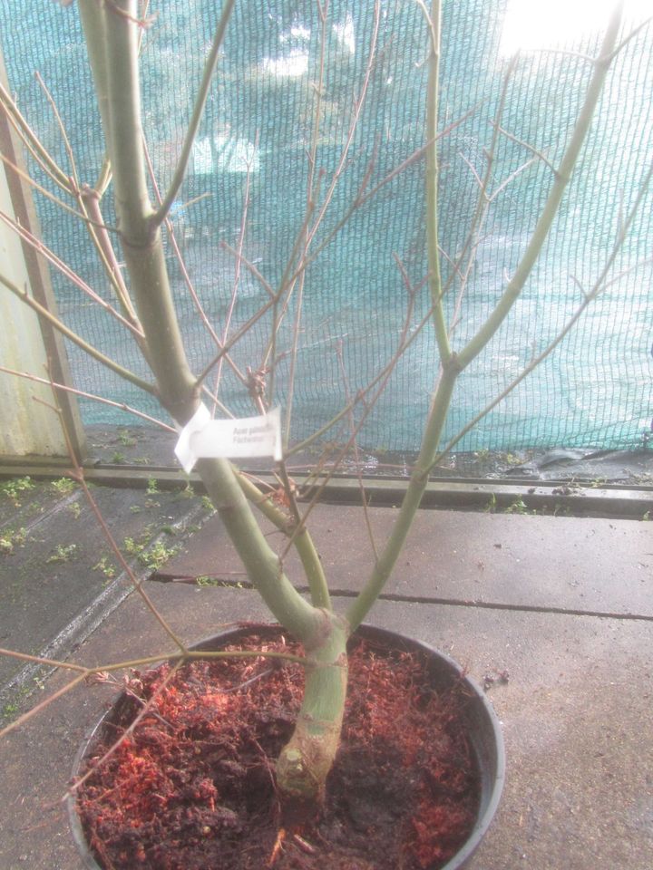 Fächerahorn - Acer palmatum 'Lady's Choice' Bonsai Rohware 2,5 cm in Soltau