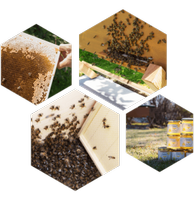 Imker für unseren Firmen Bienenstamm Nordrhein-Westfalen - Minden Vorschau