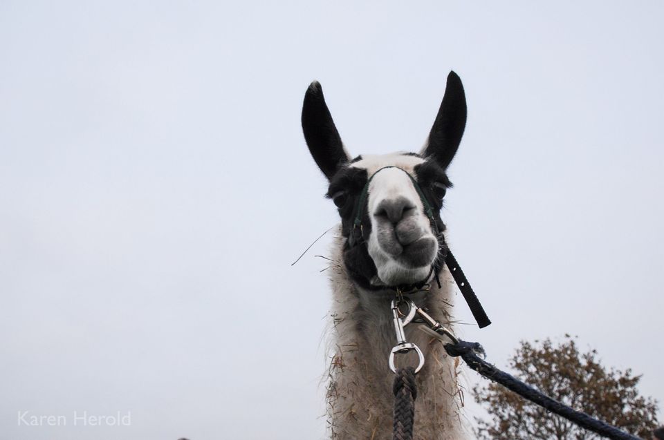 Mehrere Lamas und Alpakas zu verkaufen in Groß Rheide