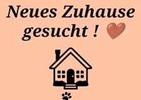 Wir SUCHEN 4-5 Raum Wohnung Bad Doberan - Landkreis - Ziesendorf Vorschau