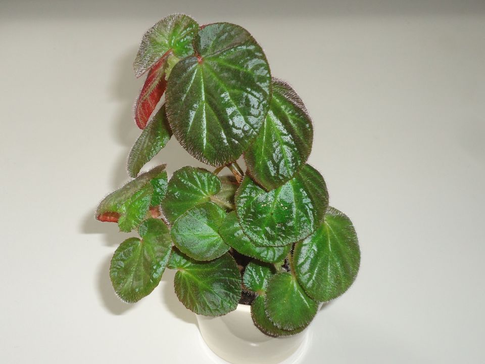 Begonia manaus, Hybridbegonie für Terrarium oder Zimmerpflanze in Hamburg