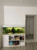 Aquarium komplett mit Filter, Kunstpflanzen, Lochstein, etc. Berlin - Zehlendorf Vorschau