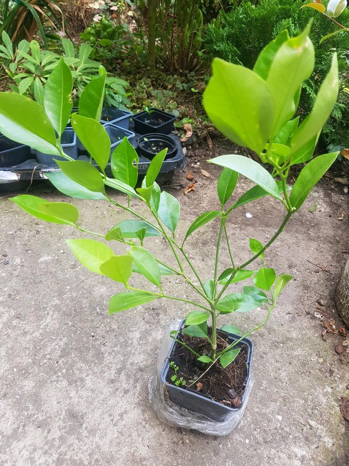 Zitronenbaum mandarinenbaum Strauch essbar bio Kübelpflanze in Helbra