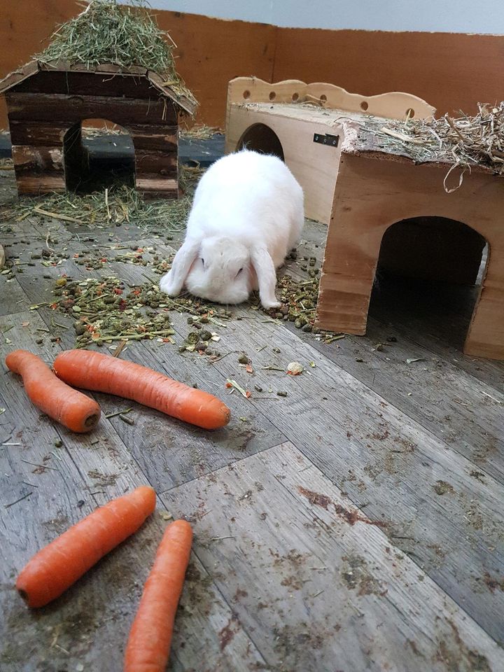 3 handzahme Zwergkaninchen inkl. sehr großem Gehege + Zubehör ❤ in Rommerskirchen