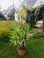 Yucca Palme Pflanze 2 m Bayern - Stadtbergen Vorschau