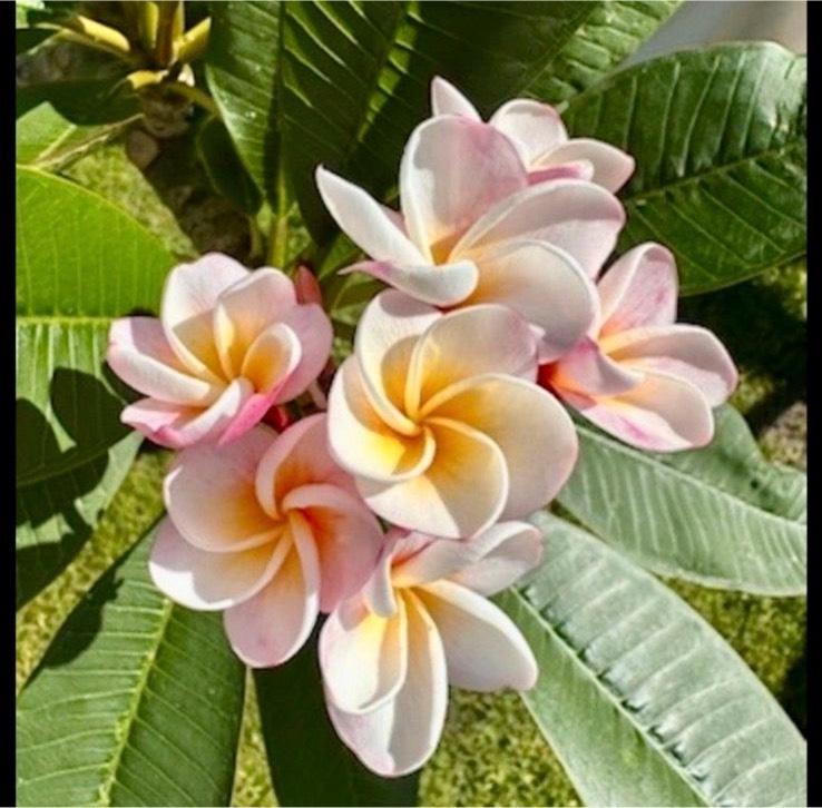 Plumeria Frangipani ca. 1,5 Jahre Tempelbaum Hawaii duftend in Berlin