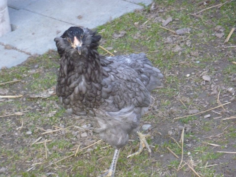 Araucana und Maranhühner, Orpingtonhähne u. Legewachteln in Aholming