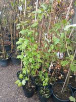 Elsbeere  Sorbus torminalis Heister seltener Baum Schleswig-Holstein - Böel Vorschau