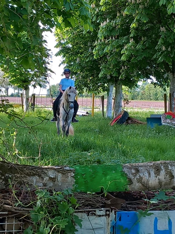 Freizeitpferd auch im Tuniersport von jugendlichen geritten in Villmar