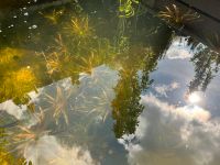 Krebsschere - Wasserpflanze für Gartenteich, Biotop Niedersachsen - Oldenburg Vorschau