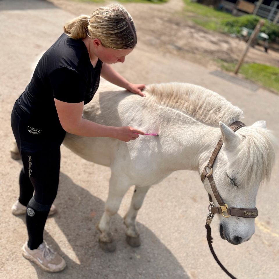 Pferdephysiotherapie | Faszientherapie | Manuelle Therapie in Willebadessen