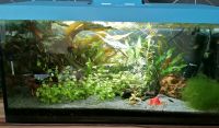 Aquarium 60l Sachsen-Anhalt - Staßfurt Vorschau