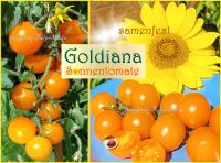 ♥ Bio Tomate Goldiana,goldgelb samenfest,Saat Gemüse Tulpenstolz Eimsbüttel - Hamburg Schnelsen Vorschau