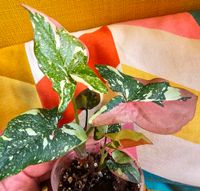 Syngonium Red Spot Tricolor mit 2 Haupttrieben Freiburg im Breisgau - Altstadt Vorschau