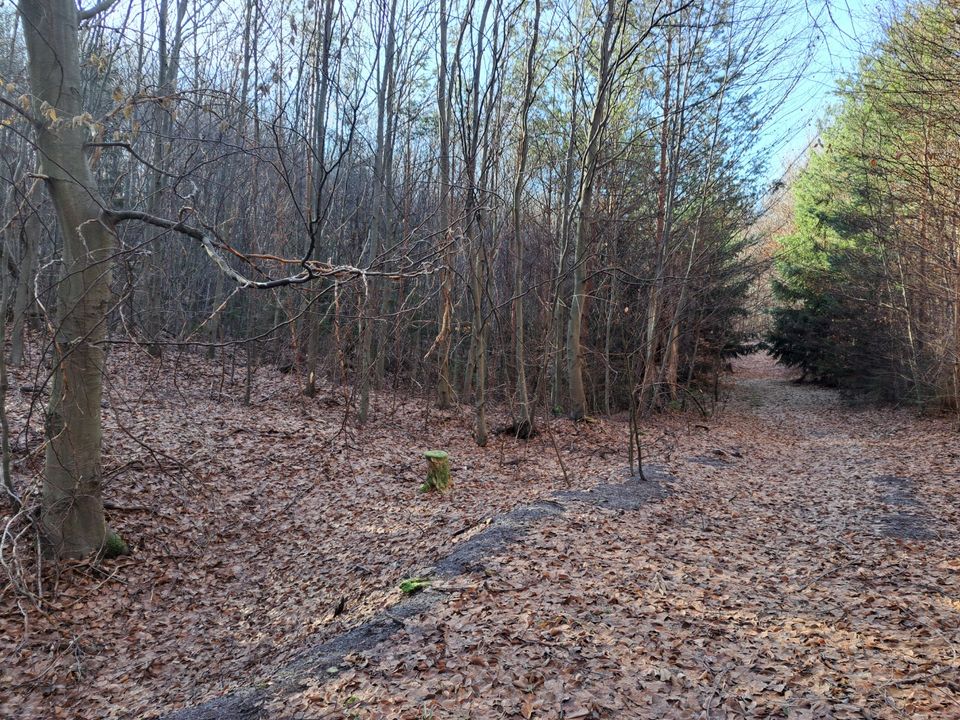 Wald bei Wickerode in Südharz