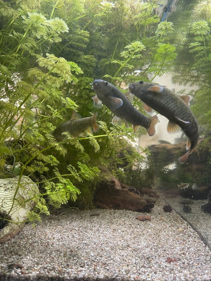 Garra Rufa Fisch in Konstanz