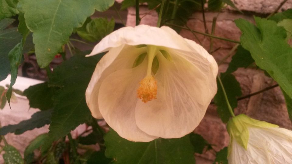 Abutilon, Schönmalve in Leipzig