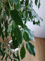 Ficus benjamini Birkenfeige Zierpflanze Grünpflanze Zimmerpflanze Thüringen - Bechstedt Vorschau