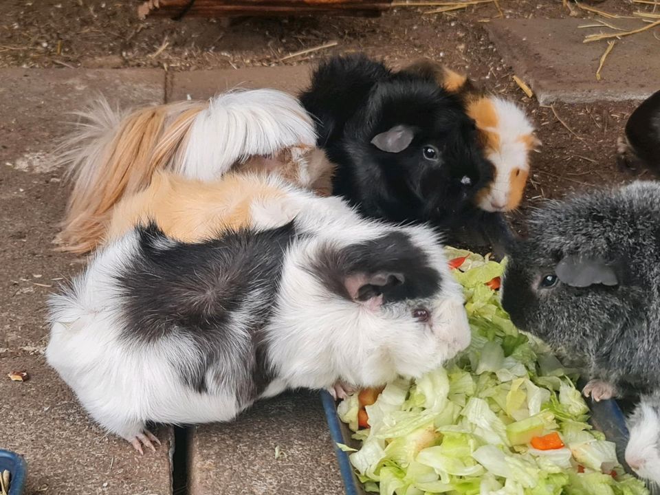 Meerschweinchen Beratung/Aufnahme und Abgabe in Erftstadt