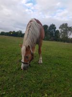 Reitbeteiligung Niedersachsen - Lemgow Vorschau