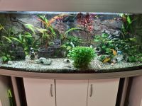 Aquarium 500 Liter Panorama riesiges Komplett-Set Mecklenburg-Vorpommern - Warin Vorschau