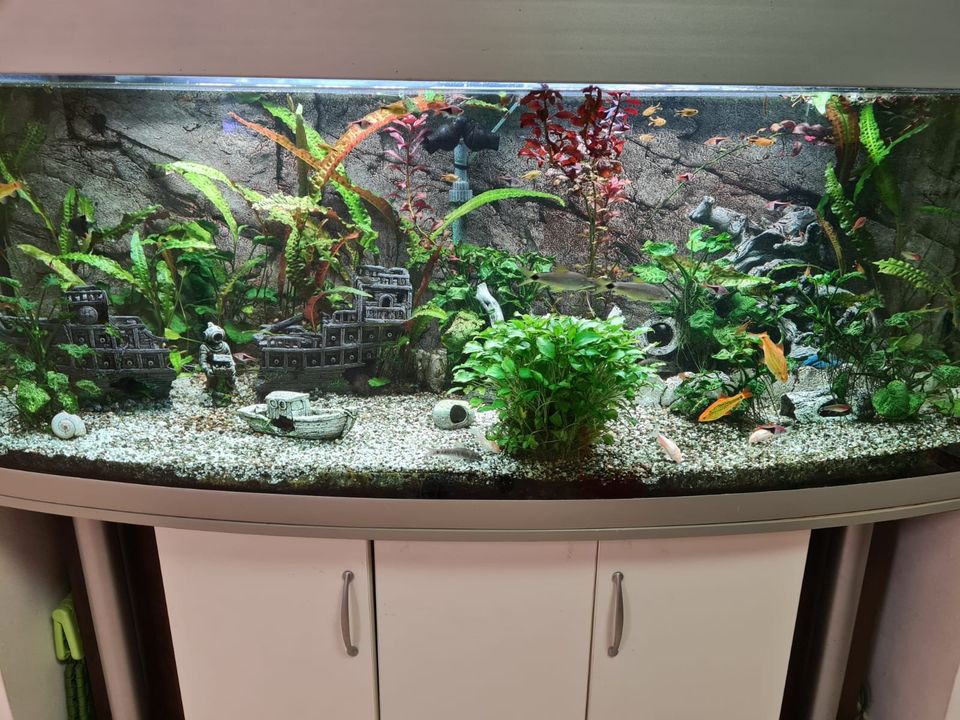 Aquarium 500 Liter Panorama riesiges Komplett-Set in Warin