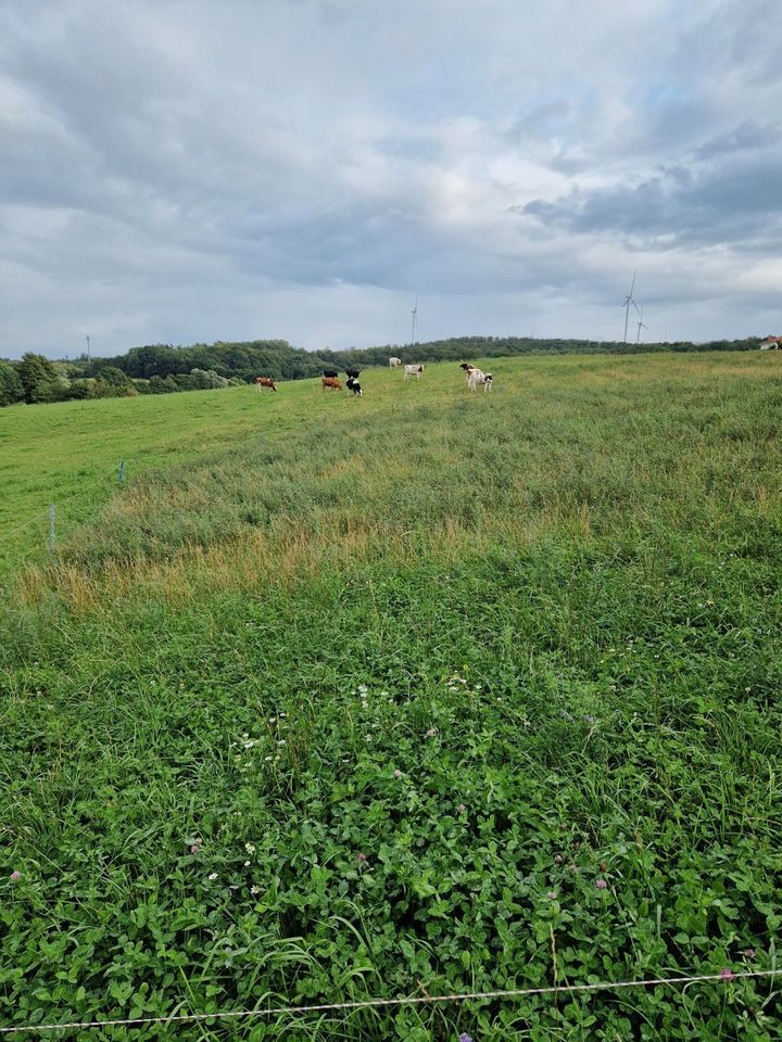 Haus inklusive Grundstück 480m² im Ebsdorfergrund/Rauischholzhausen in Hüttenberg