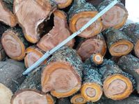 Holz Pflaume frisch zum Drechseln Basten Schreinern schnitzen Sachsen - Grünhain-Beierfeld  Vorschau
