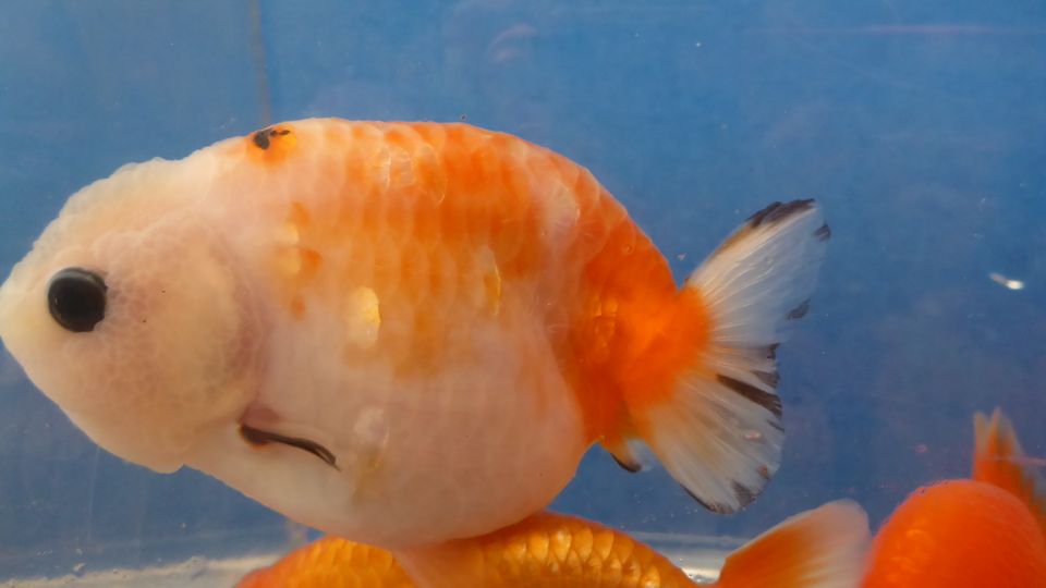 Ranchu Mix in 10 - 12 cm in Frankfurt am Main