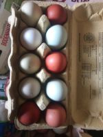 frische bunte Eier von glücklichen Hühnern Thüringen - Rastenberg Vorschau