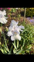 Iris Pflanze zu verkaufen Wandsbek - Hamburg Rahlstedt Vorschau