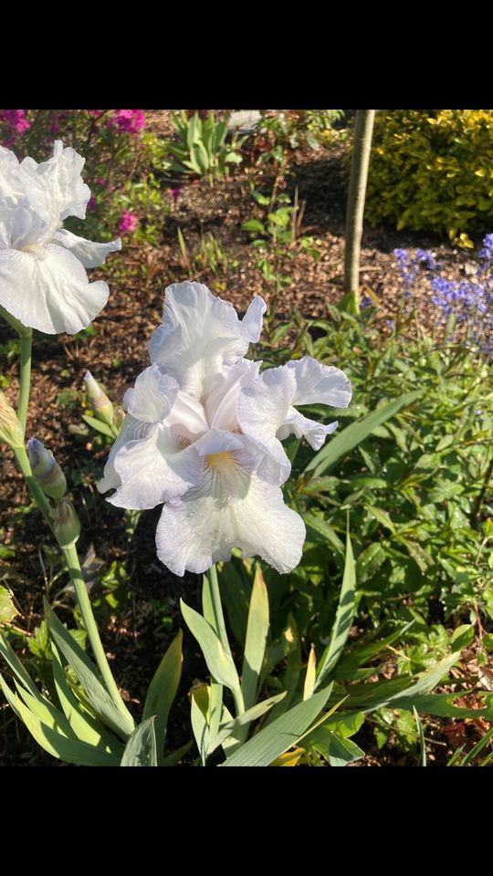 Iris Pflanze zu verkaufen in Hamburg