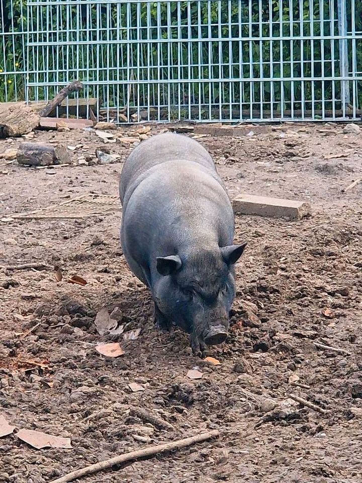 Zwei Göttinger Minischweine in Dahlum