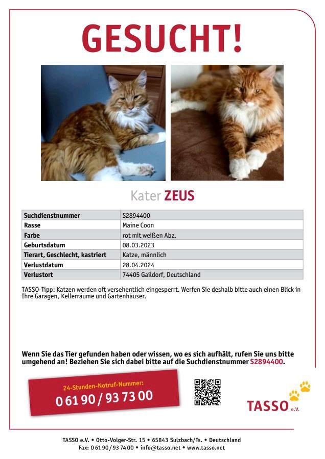 Maine Coon Kater vermisst in Gaildorf in Gaildorf