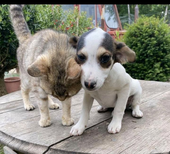 SWEETY Kokoni Hündin Tierschutz Hund in Weinstadt