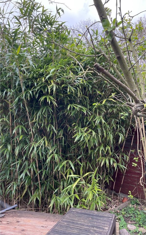 Bambus Pflanze Hecke immergrün winterhart in Bedburg