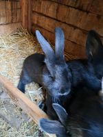 Stallhasen/Kaninchen Sachsen - Niederau Vorschau