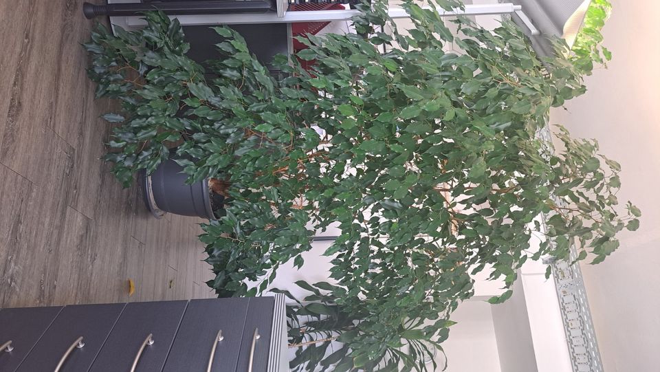 Büropflanze Ficus 2m in Rostock