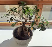Bonsai zu verkaufen Bayern - Miltenberg Vorschau