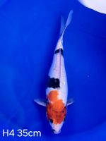 Koi D-Showa 35cm H4-100 Nordrhein-Westfalen - Wadersloh Vorschau