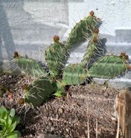 Kaktus Opuntie winterhart Hessen - Frankenberg (Eder) Vorschau