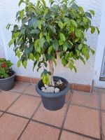 Ficus Benjamini  gummibaum mit geflochtenem stamm Hessen - Freigericht Vorschau
