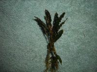 Bucephalandra Alamanda VI Blue 1 Pflanze mit Wurzeln Wuppertal - Vohwinkel Vorschau
