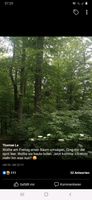 SUCHE Waldgrundstück Holz forst Wald Bäume Bayern - Hofkirchen Vorschau