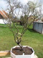 Bonsai Birke Birnbaum Bayern - Harburg (Schwaben) Vorschau