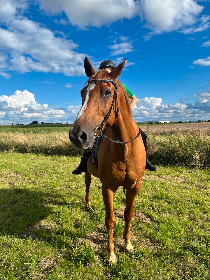 Pflegebeteiligung/ Reitbeteiligung (mensch sucht pferd) in Garbsen