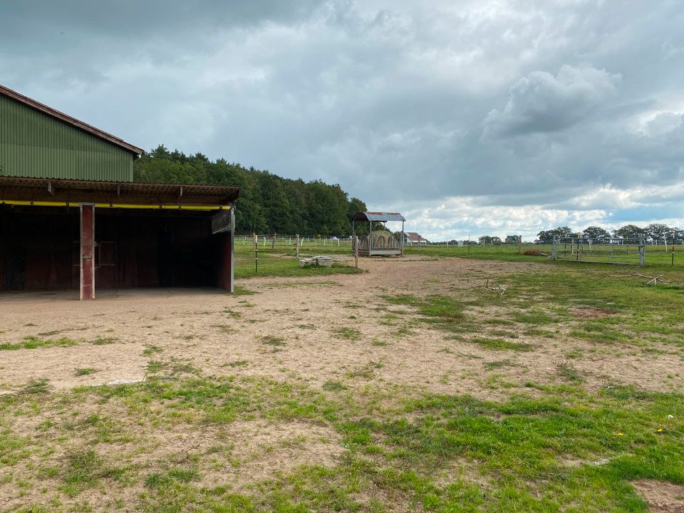 Nur 1 Offenstallplatz mit Paddocktrail frei in 22929 Rausdorf in Rausdorf