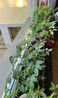 Tomaten pflanzen abzugeben für 0,50€☺️ Niedersachsen - Georgsmarienhütte Vorschau