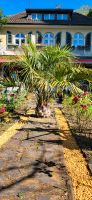 Butia Palme Nordrhein-Westfalen - Bergisch Gladbach Vorschau