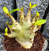 Dicke Adenium Baobab - Y15 Hessen - Obertshausen Vorschau